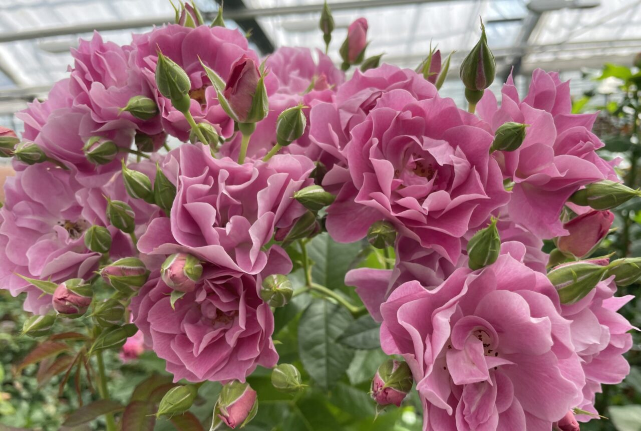 Seit 1887 züchtet man bei Rosen Kordes die edlen Blumen © Susanne Bánhidai